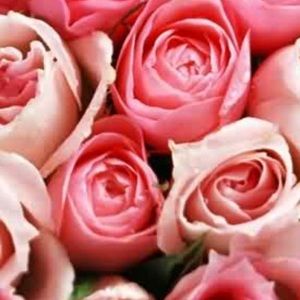 Meet your Posher, Renee